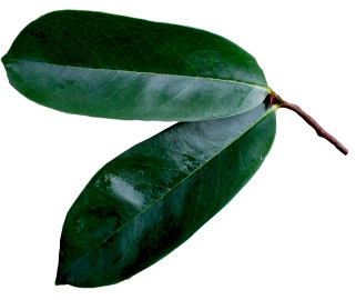 guyabano soursop leaves tea benefits