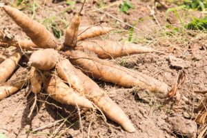 Health Benefits of Tapioca - Cassava tubers