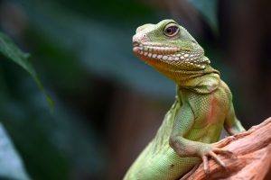 Health Benefits of Lizard Meat - Green lizard