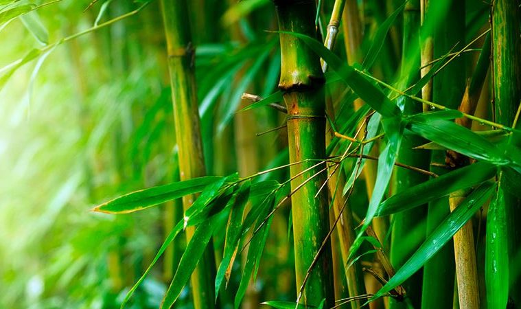 15 Health Benefits Of Bamboo Leaves As Herbal Medicine