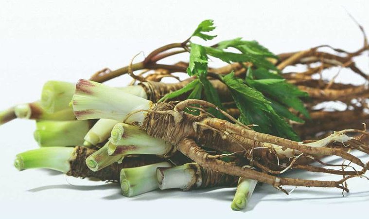 15-benefits-of-dong-quai-angelica-root-15-health-benefits