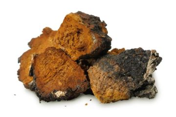 Health Benefits of Chaga Tea