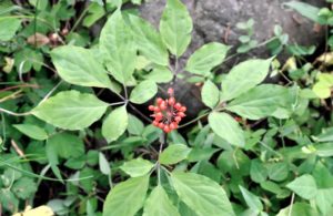 Panax Ginseng healing herb